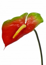 Anthurium, 78cm, Ø 13cm rood groen